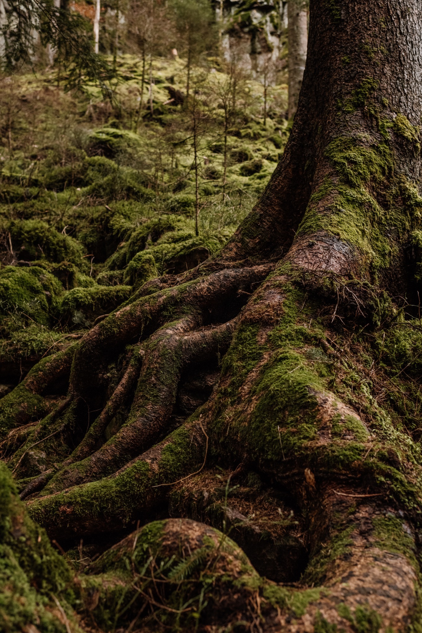 Moosige Baumwurzeln im Wald nahe Burgbachwasserfall im Schwarzwald