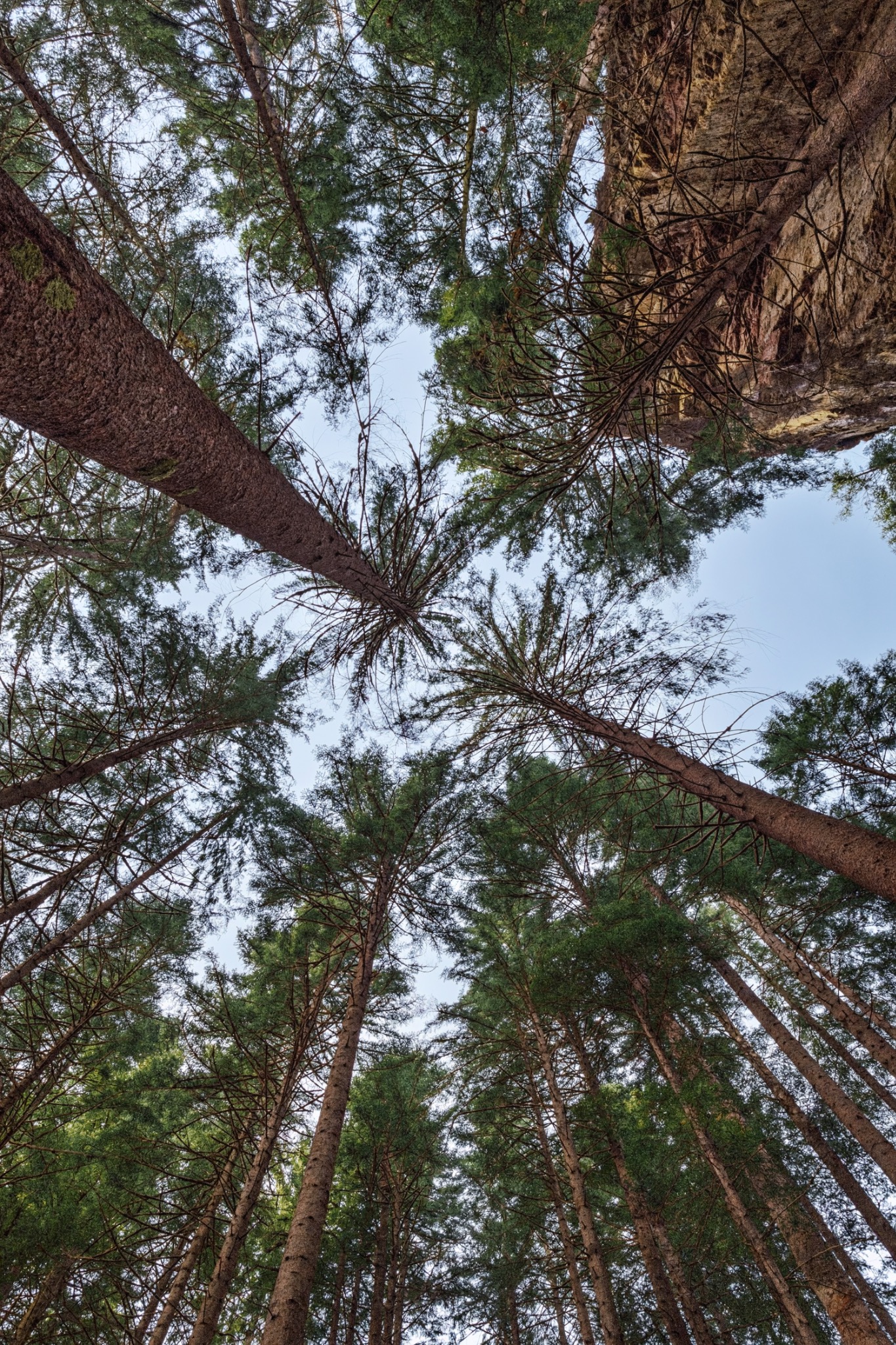 Blick durch hohe Nadelbäume in den Himmel im Schwarzwald
